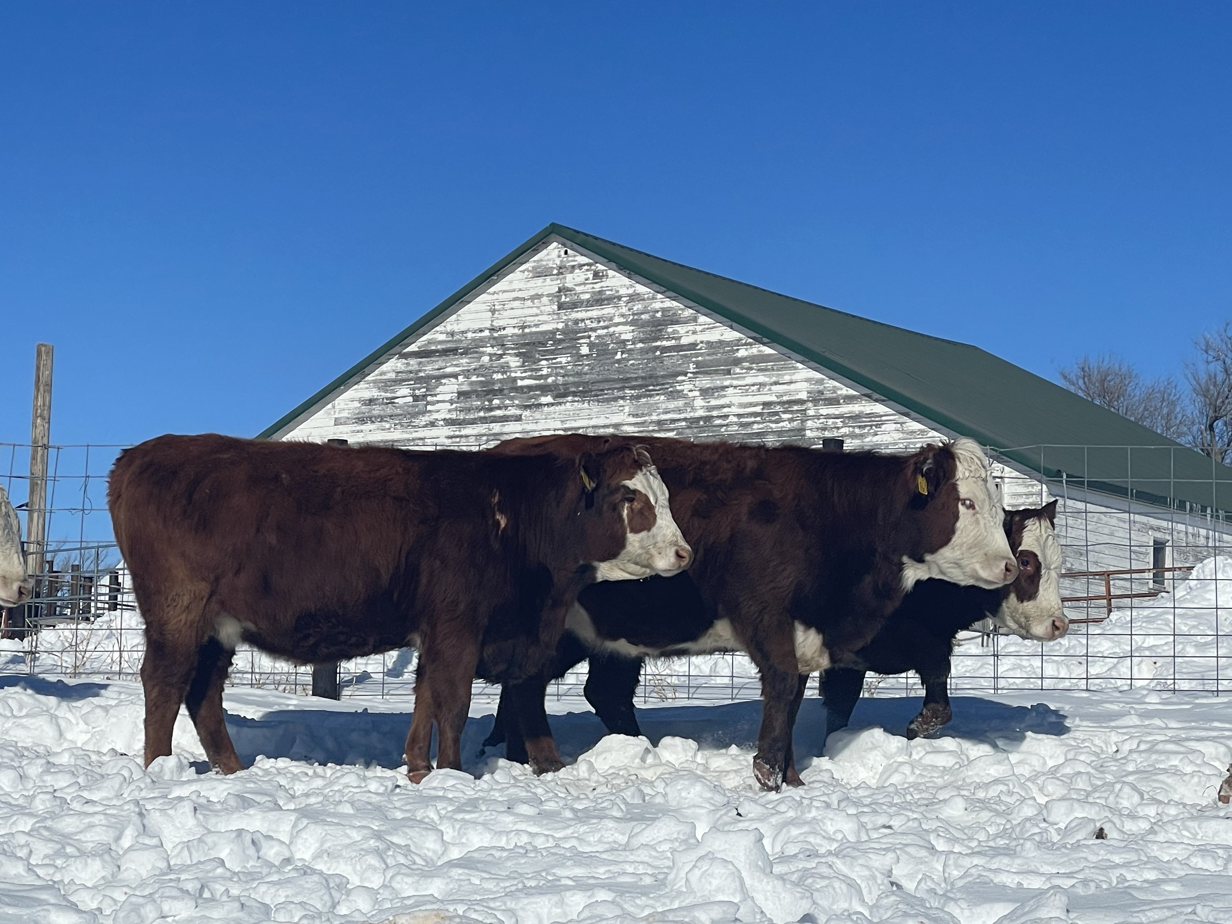 30 Baldy Bred Heifers